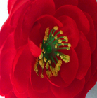 Buatan Faux Silk Nyata Sentuh Diameter 10cm Tea Rose Flower Kepala